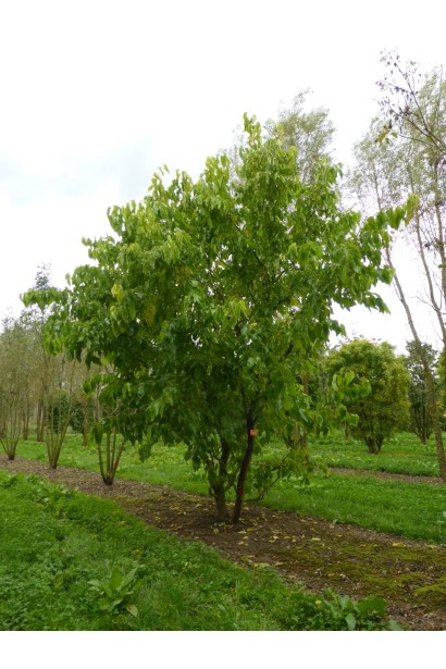 Morus alba Tortuosa - экзотическая шелковица для ландшафтного дизайна.